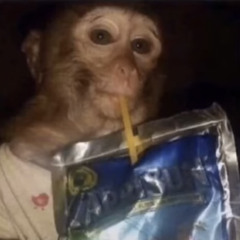 MONKEY🦧