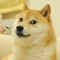 Doge the Shiba Inu