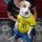Maly gosc