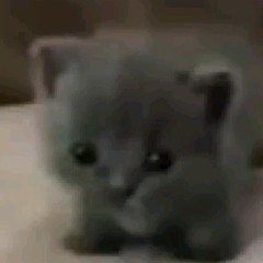 shy