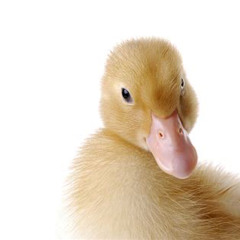 YourLittleMeep