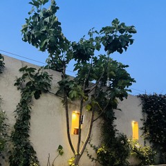 Agha_0088