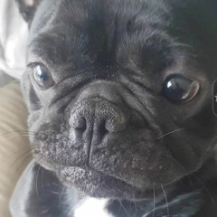 Pookythefrenchie🐾🐾