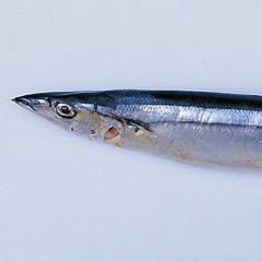 릴 꽁치