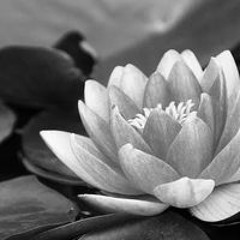 Trần Bá Thiện Duy