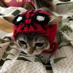 cutie cat