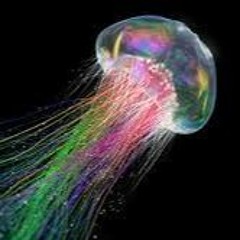 Jellyfish