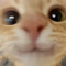 kitty
