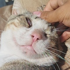mas