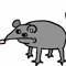 Rat