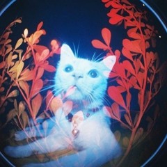 Bezaubernde Frau Hollywood Hank