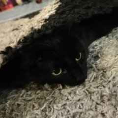 Melancholy Cat