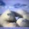 walrus falling off a cliff