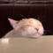 ChillingCat
