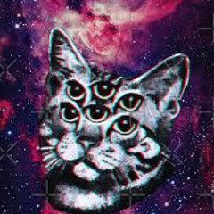 KettyKitten