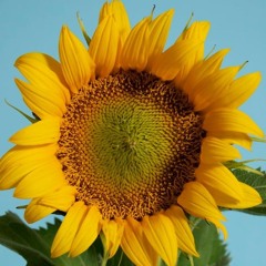 duralej1