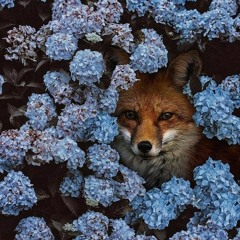 🌼