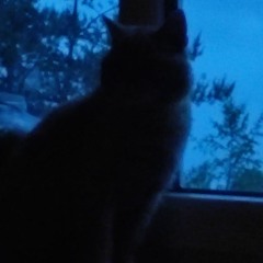 ♪๑🌀๑♬ՏᏔᏆᎡᏞᏆΝᏀՏͲᎪᎡ♫★⭐★♪