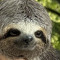 sleeping sloth