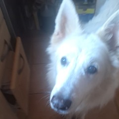ewan.awb