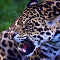 TuskOfJaguar