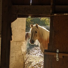 Stephanie Angel hard