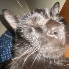 Baci