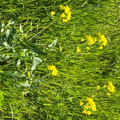 スシロクション