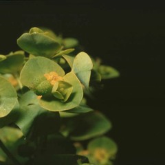 Euphorbia