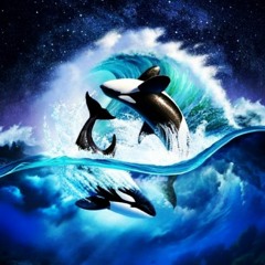 Orca_369