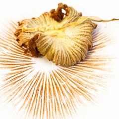 Sentient Spore