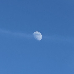sacha_grd