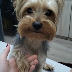 edwang