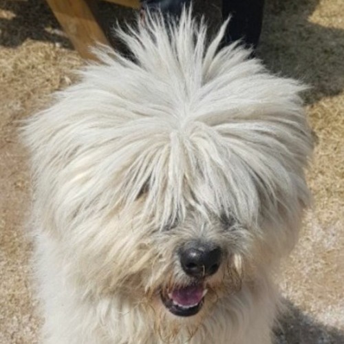 영호랑