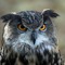 OWL-1230