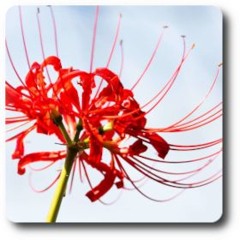 xe karukasy nde resé