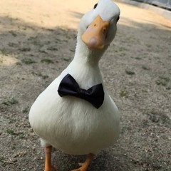 ducki$tar