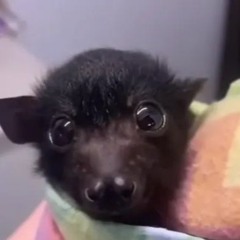 miapyxel