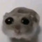 SCOREDNB