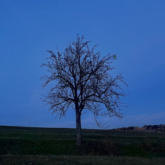 Blossom tree