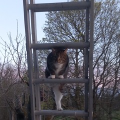 cat's are goati