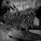 love dies