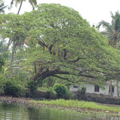 Paysage Sonore, 10h55 du matin, Ghorepani, Himalaya, Népal
