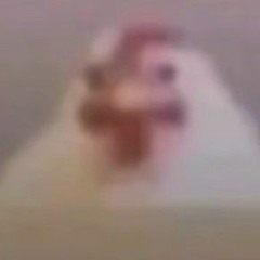 Pollo