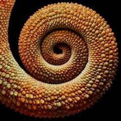 Cameleon