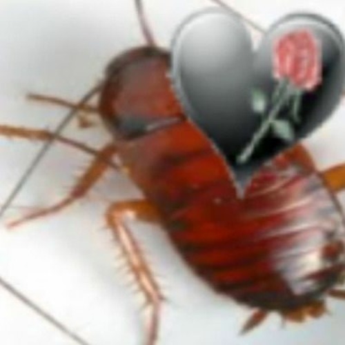 Cucarazha’s avatar