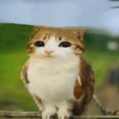 Anib