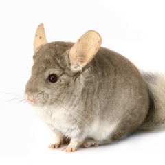chinchilla fan