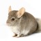 chinchilla fan