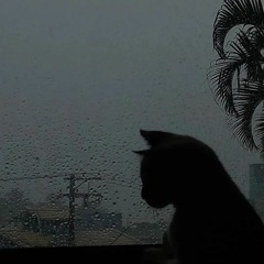 racistcat